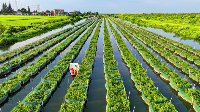 哪些水产适合立体养殖？-第2张图片-宁夏农业信息网