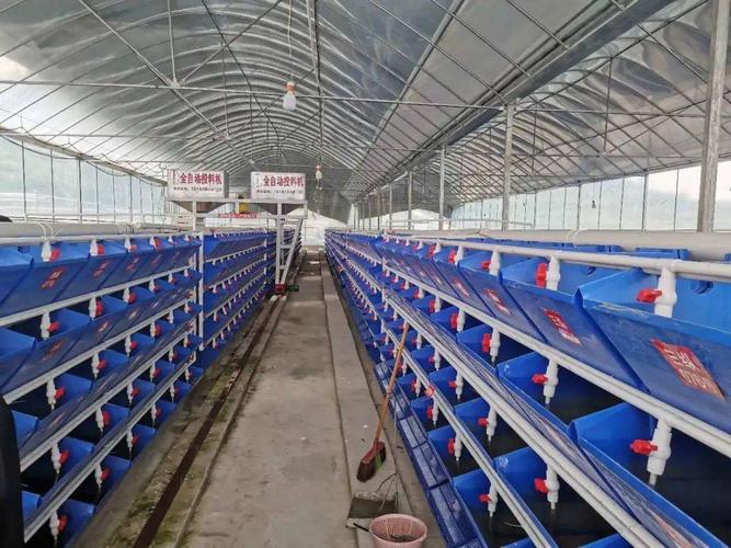 哪些水产适合立体养殖？-第3张图片-宁夏农业信息网