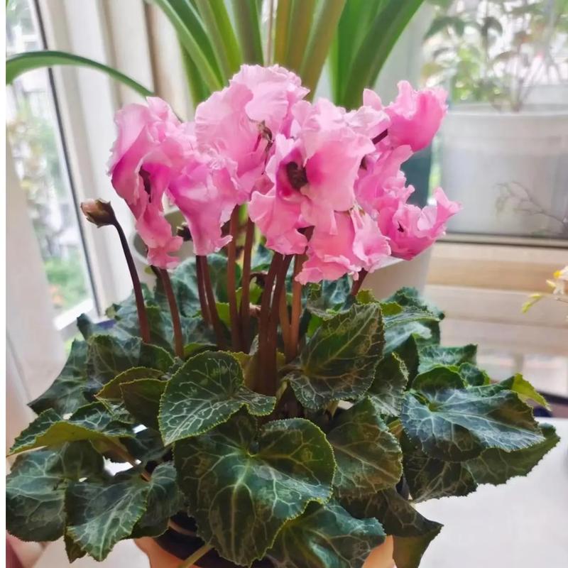 仙客来哪个品种好养？新手必看推荐！-第3张图片-宁夏农业信息网