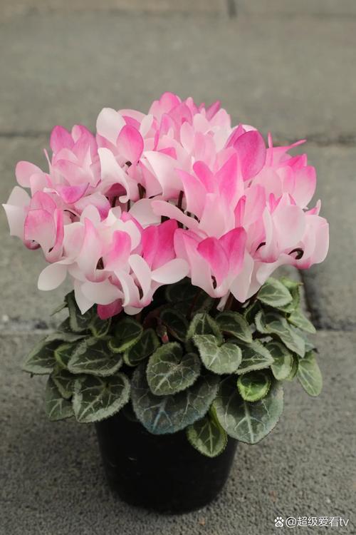 仙客来哪个品种好养？新手必看推荐！-第1张图片-宁夏农业信息网