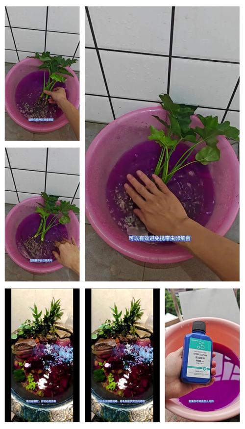 高锰酸钾在水产养殖怎么用？-第2张图片-宁夏农业信息网