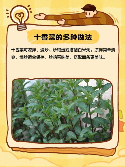 香菜怎么养才茂盛？注意这几点就够啦！-第3张图片-宁夏农业信息网