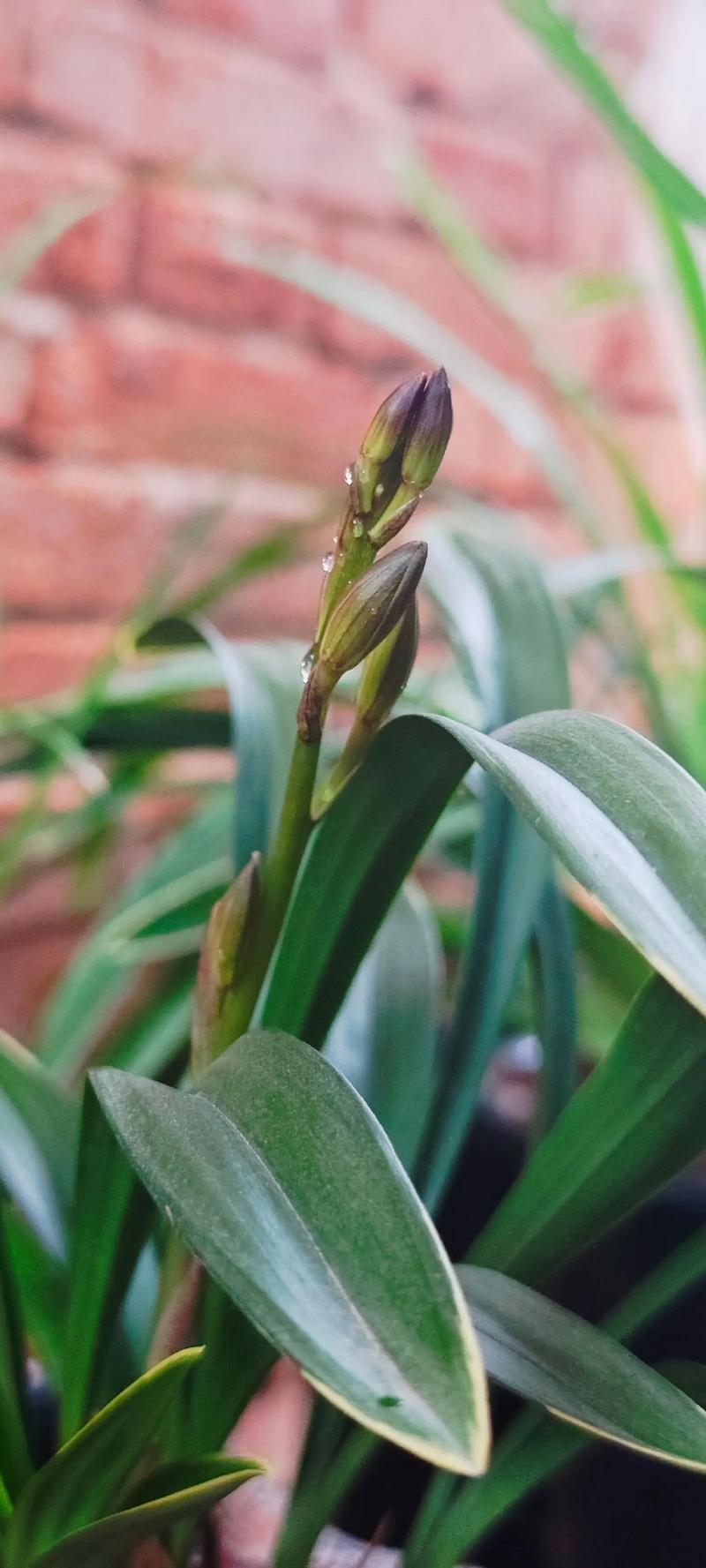 9月兰花开花是什么品种?-第1张图片-宁夏农业信息网 9月兰花开花是什么品种?-第1张图片-宁夏农业信息网