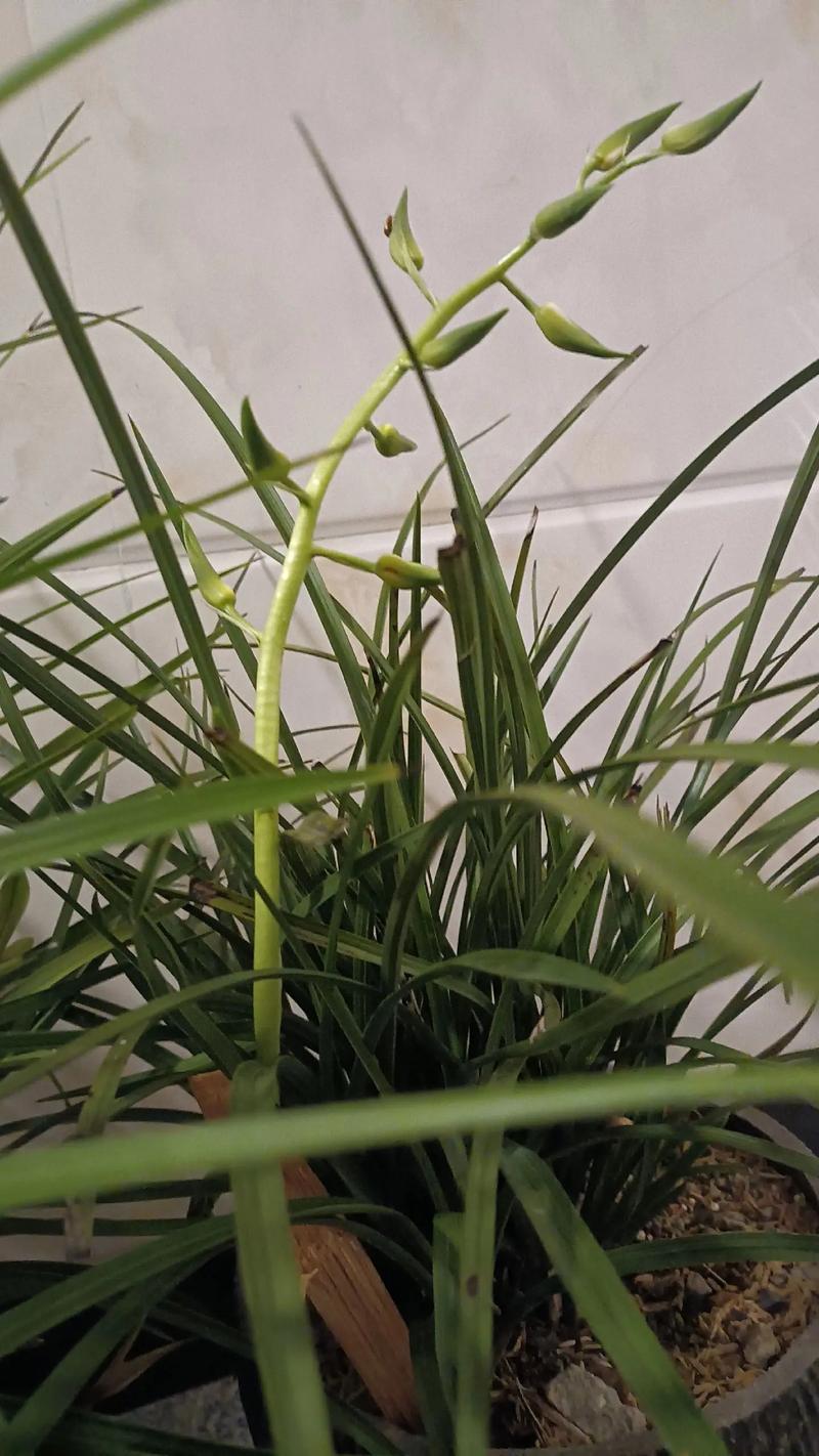 9月兰花开花是什么品种?-第3张图片-宁夏农业信息网 9月兰花开花是什么品种?-第3张图片-宁夏农业信息网