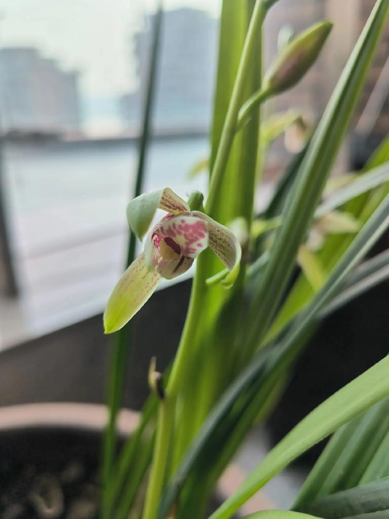 9月兰花开花是什么品种?-第2张图片-宁夏农业信息网 9月兰花开花是什么品种?-第2张图片-宁夏农业信息网