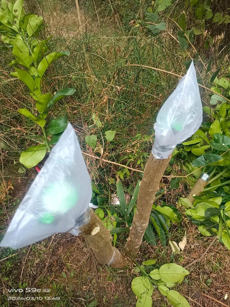 柚子树嫁接怎么包？图解方法看这里！-第2张图片-宁夏农业信息网