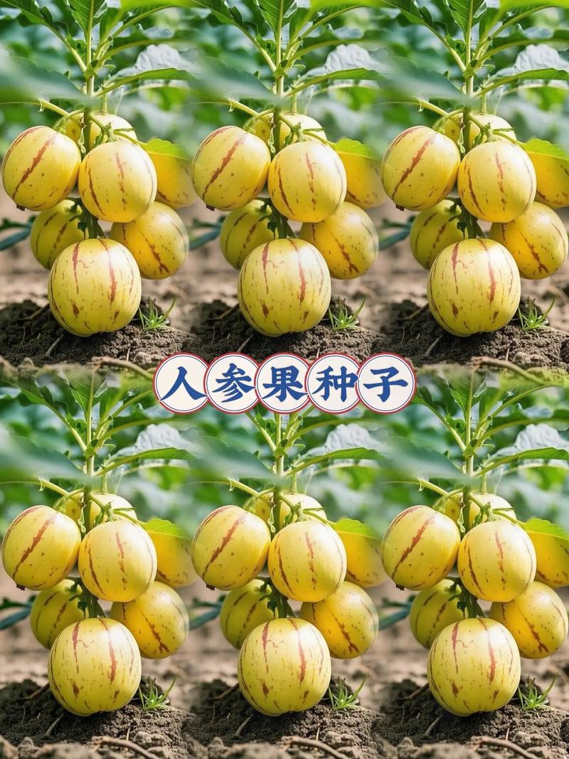 人参果种子怎么种才最好？-第1张图片-宁夏农业信息网