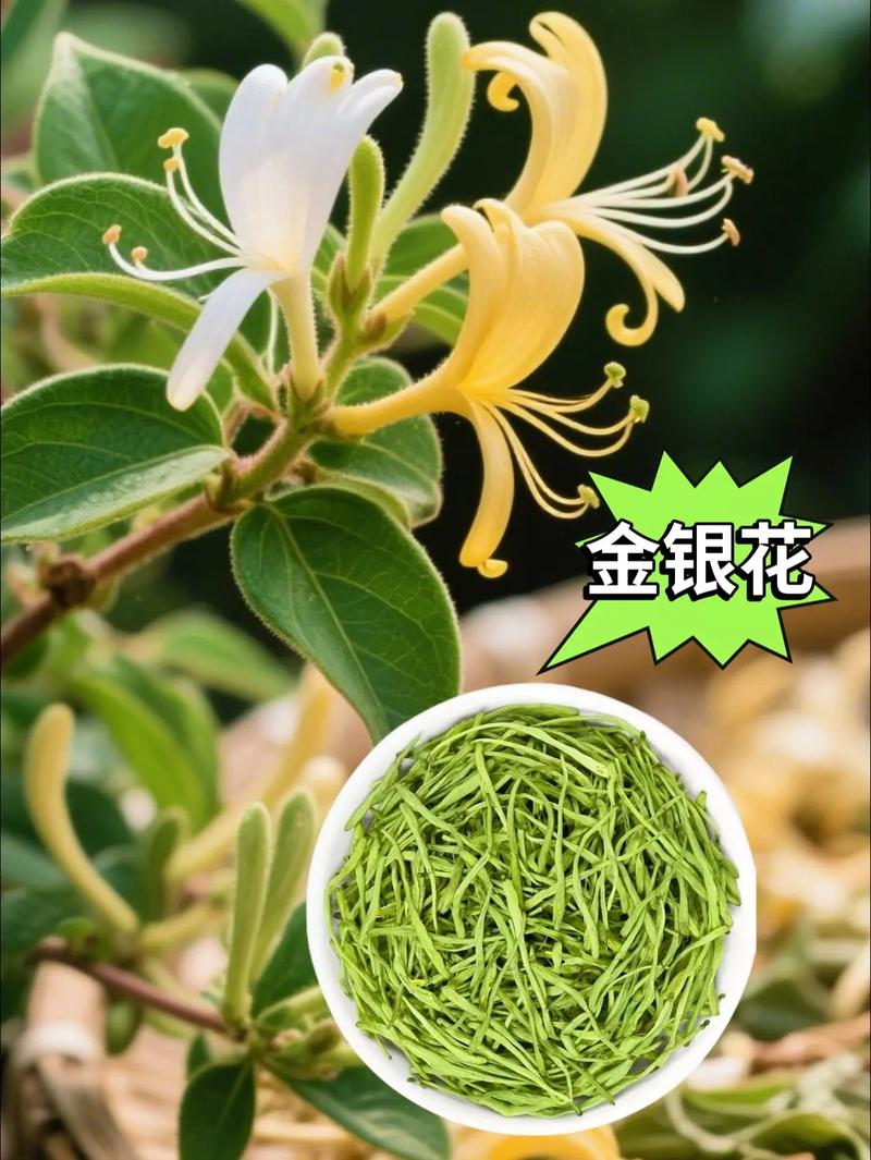 如何辨别正宗金银花品种？-第1张图片-宁夏农业信息网