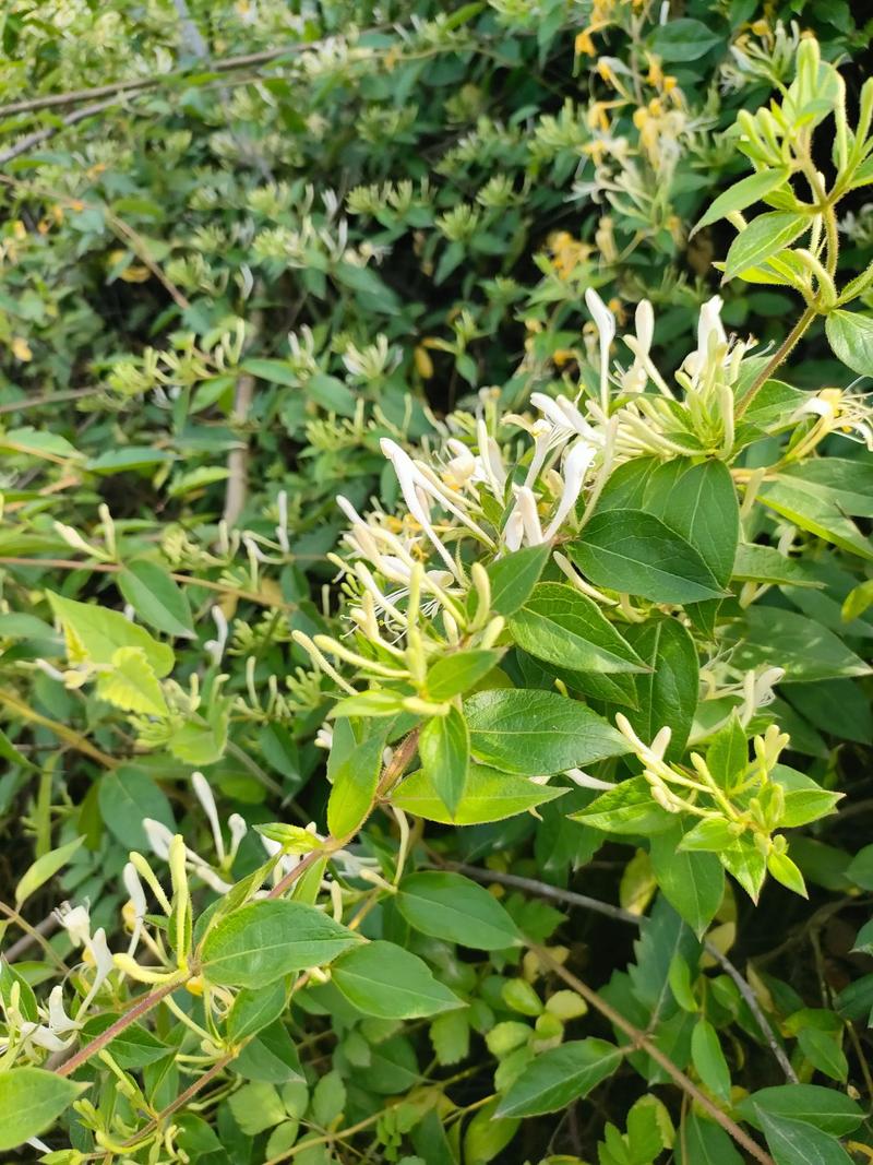 如何辨别正宗金银花品种？-第3张图片-宁夏农业信息网