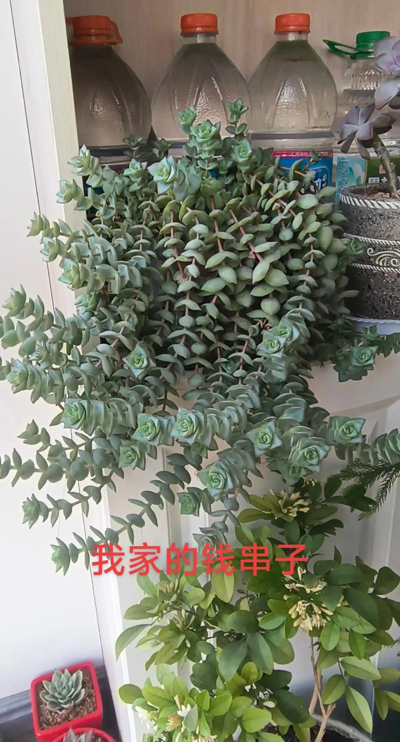 钱串子养商的方法具体有哪些？-第3张图片-宁夏农业信息网