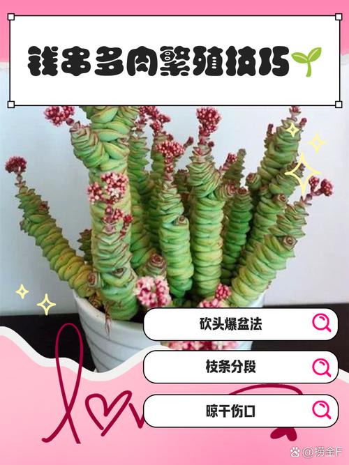 钱串子养商的方法具体有哪些？-第2张图片-宁夏农业信息网