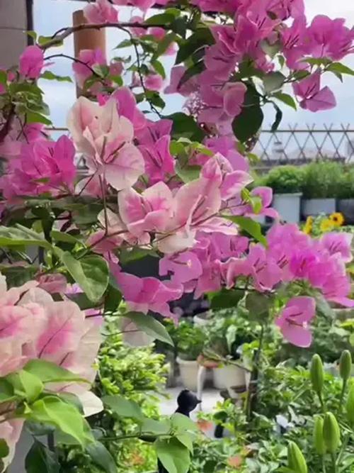 粉红白花盆栽是什么品种？-第1张图片-宁夏农业信息网