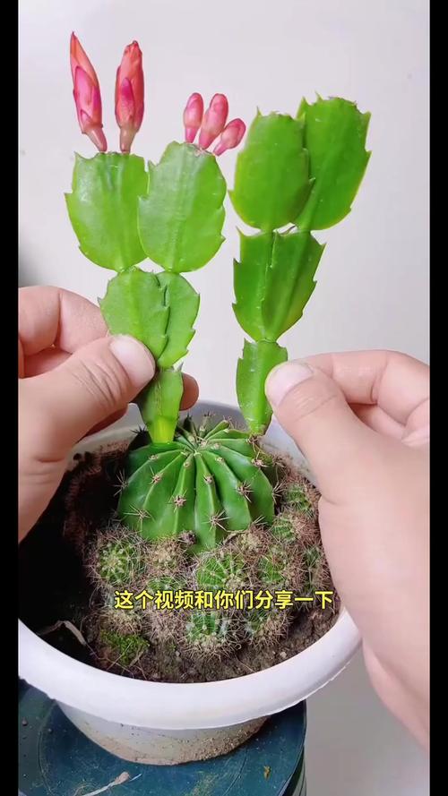 蟹爪兰哪种繁殖方法最实用？-第1张图片-宁夏农业信息网