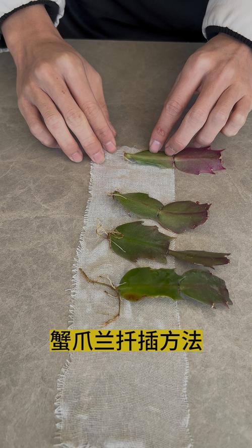 蟹爪兰哪种繁殖方法最实用？-第2张图片-宁夏农业信息网