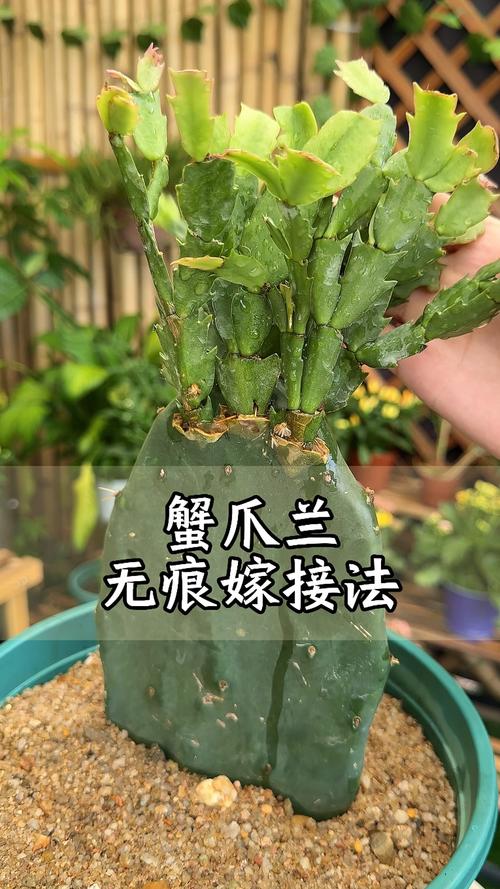 蟹爪兰哪种繁殖方法最实用？-第3张图片-宁夏农业信息网