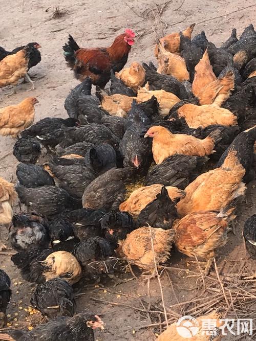 什么鸡品种产蛋量最高？-第3张图片-宁夏农业信息网