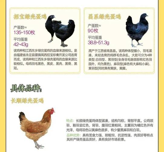 什么鸡品种产蛋量最高？-第2张图片-宁夏农业信息网