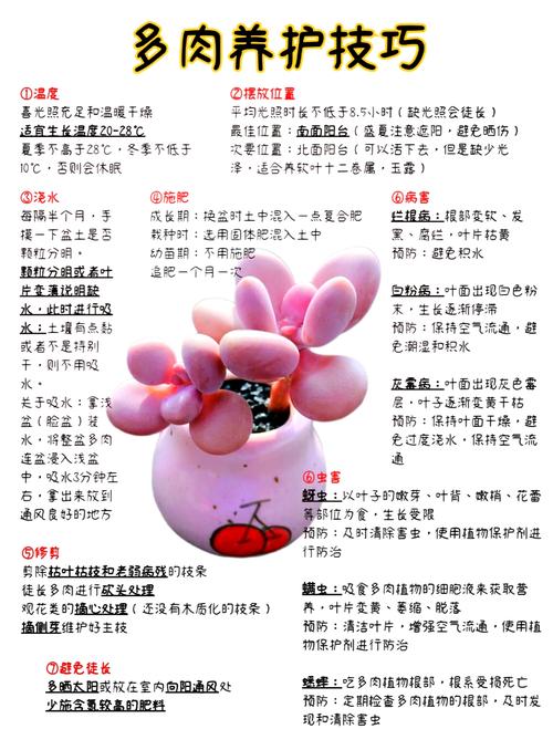 多肉如何养出肥美状态？-第3张图片-宁夏农业信息网