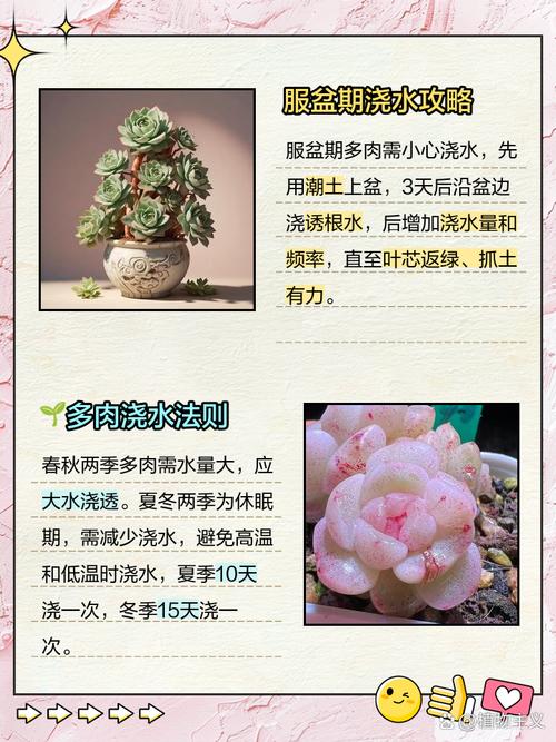 多肉如何养出肥美状态？-第2张图片-宁夏农业信息网