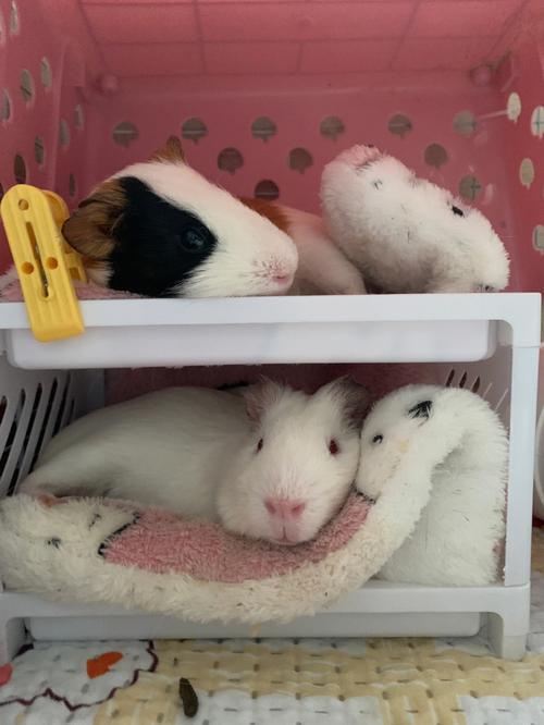 哪种猪最嗜睡？-第3张图片-宁夏农业信息网