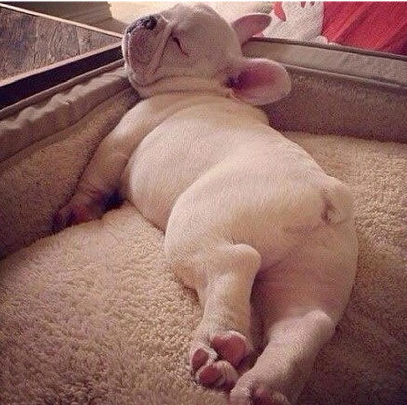 哪种猪最嗜睡？-第1张图片-宁夏农业信息网