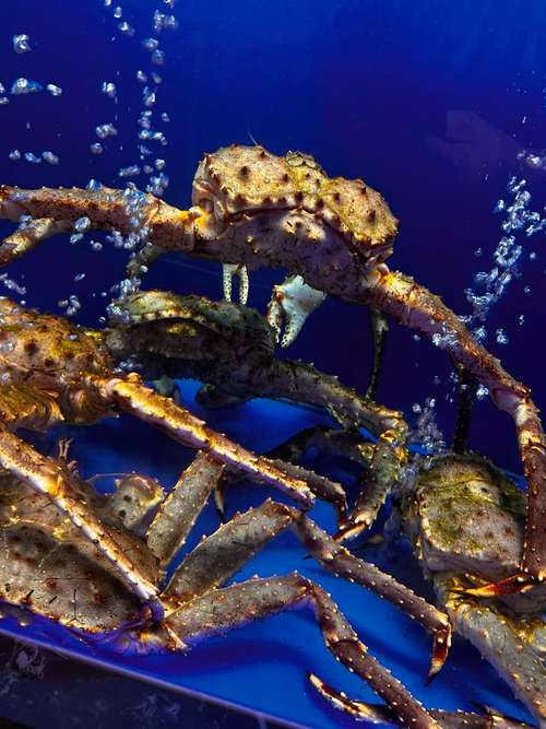 海外疫情利好国产水产-第3张图片-宁夏农业信息网