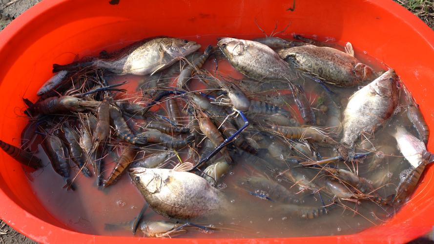 海外疫情利好国产水产-第2张图片-宁夏农业信息网