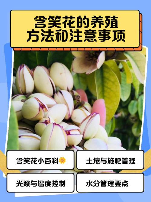 含笑树怎么养才开花？-第1张图片-宁夏农业信息网