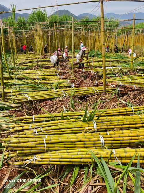 种什么品种的甘蔗喂牛好-第2张图片-宁夏农业信息网