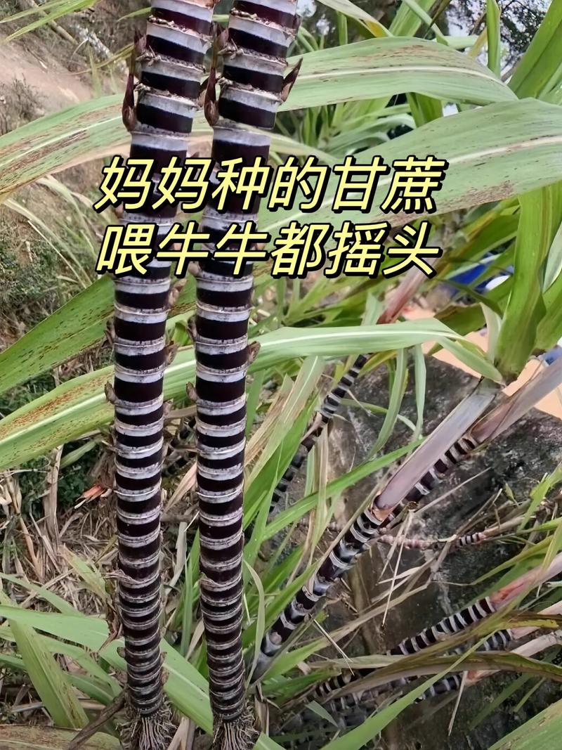 种什么品种的甘蔗喂牛好-第1张图片-宁夏农业信息网