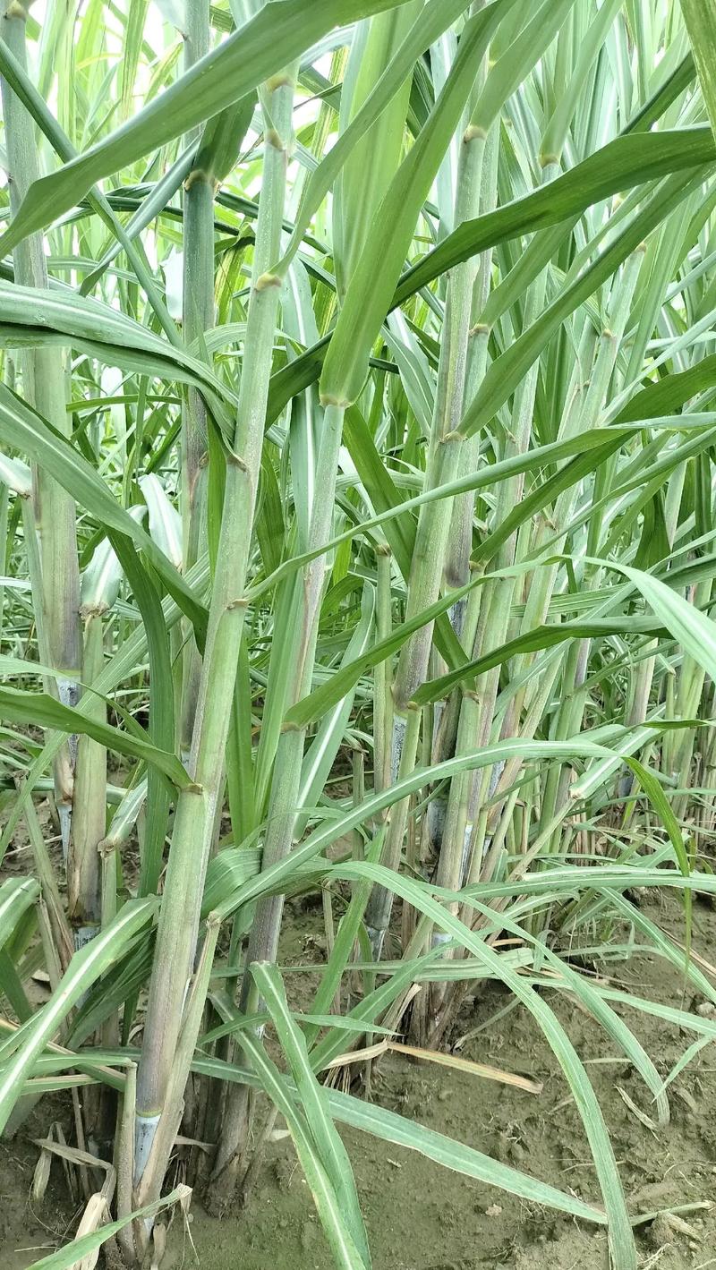 种什么品种的甘蔗喂牛好-第3张图片-宁夏农业信息网
