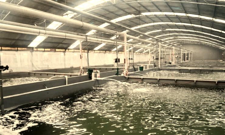 无土水产养殖设备水源-第1张图片-宁夏农业信息网