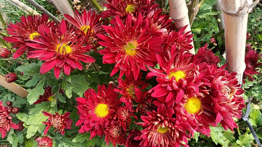 红菊花有哪些常见品种？-第2张图片-宁夏农业信息网