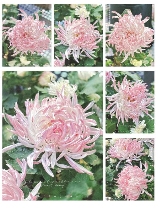 红菊花有哪些常见品种？-第3张图片-宁夏农业信息网