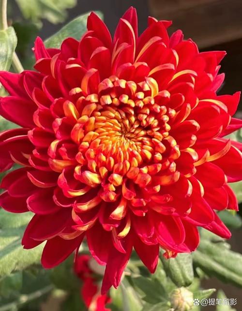 红菊花有哪些常见品种？-第1张图片-宁夏农业信息网