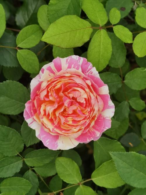 北方种什么月季花品种好-第2张图片-宁夏农业信息网