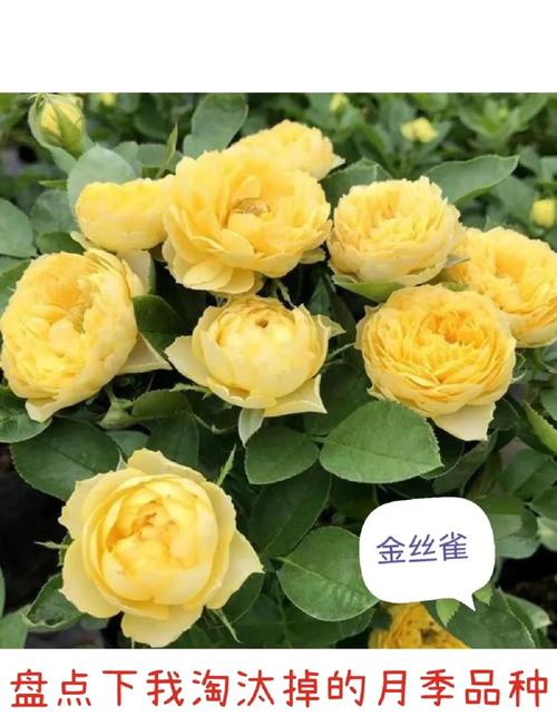 北方种什么月季花品种好-第3张图片-宁夏农业信息网