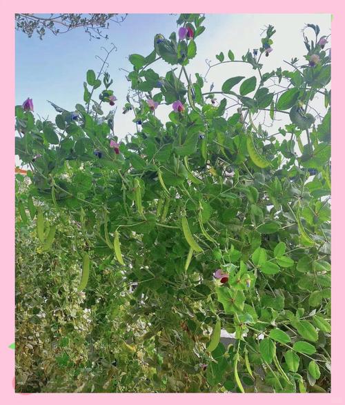 种植荷兰豆正确施肥方法-第3张图片-宁夏农业信息网