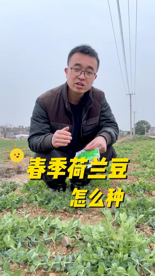 种植荷兰豆正确施肥方法-第2张图片-宁夏农业信息网