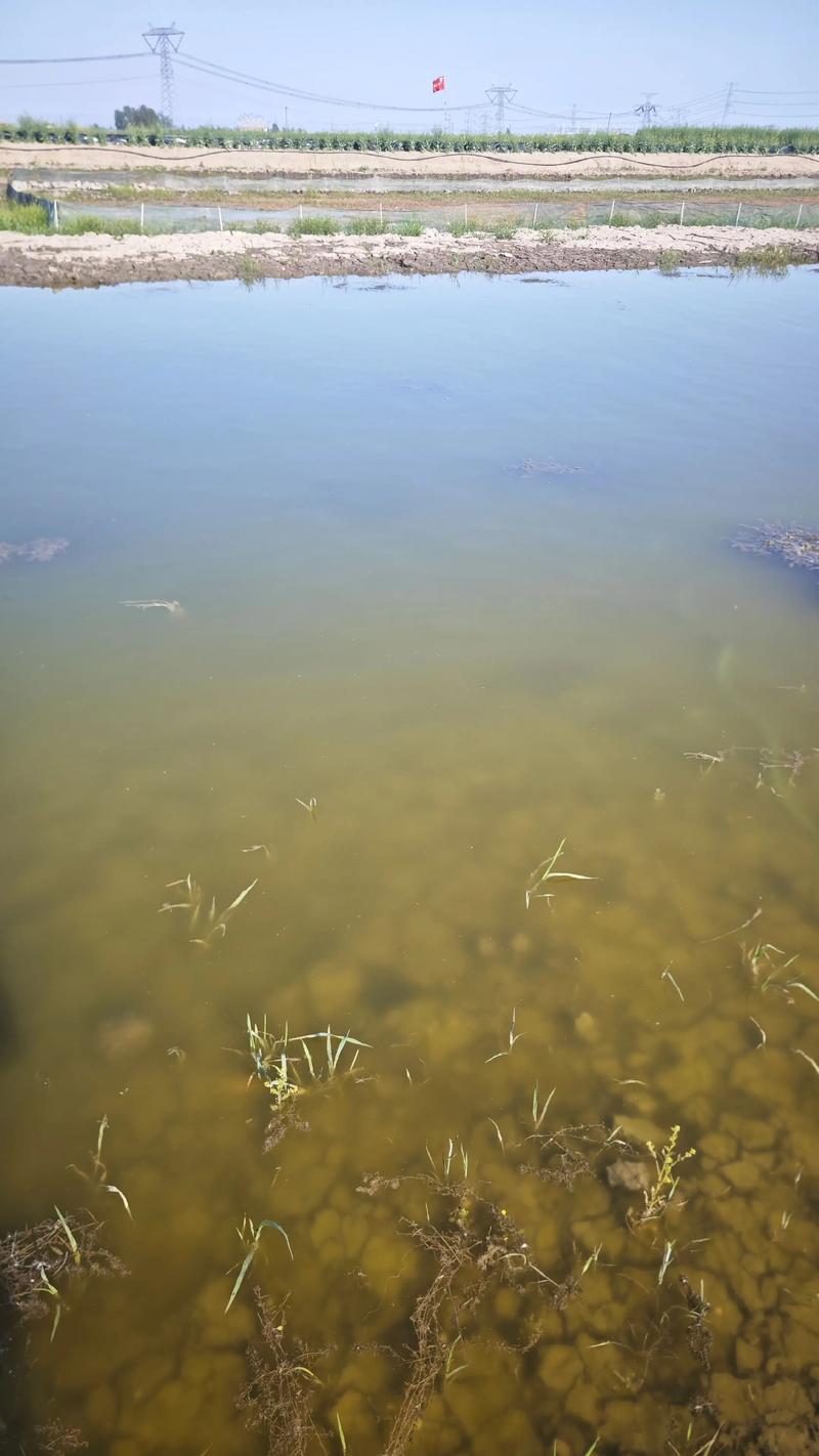 水产光合细菌图片有哪些种类及特征？-第2张图片-宁夏农业信息网