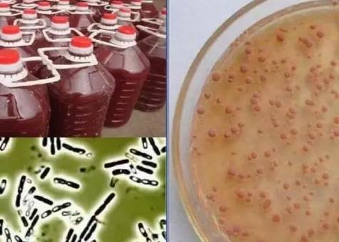 水产光合细菌图片有哪些种类及特征？-第1张图片-宁夏农业信息网