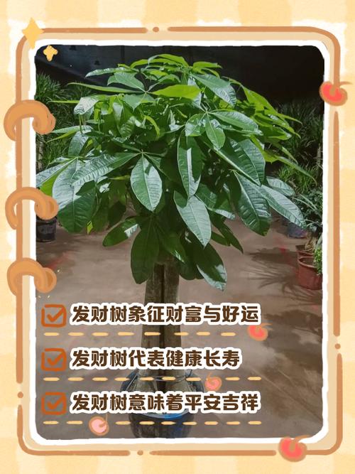 发财树的品种与图片介绍-第3张图片-宁夏农业信息网