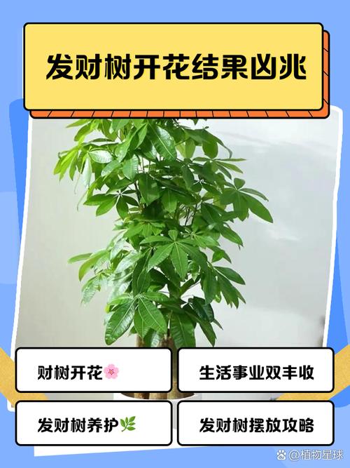 发财树的品种与图片介绍-第2张图片-宁夏农业信息网