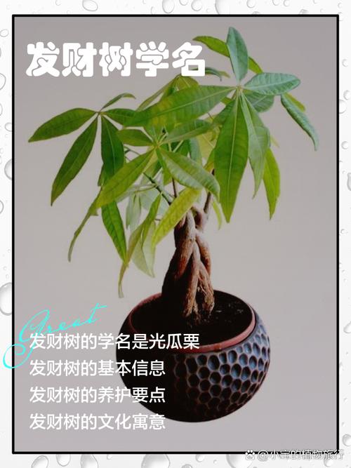 发财树的品种与图片介绍-第1张图片-宁夏农业信息网