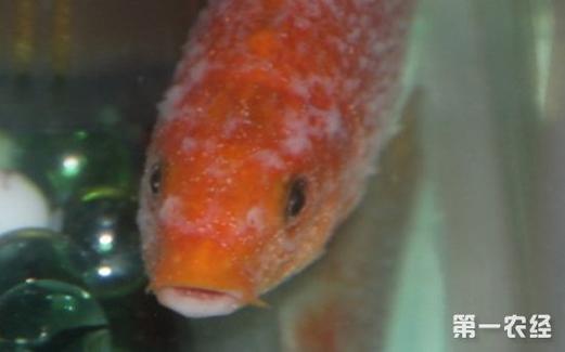 鲟鱼小瓜虫最佳治疗方法-第2张图片-宁夏农业信息网