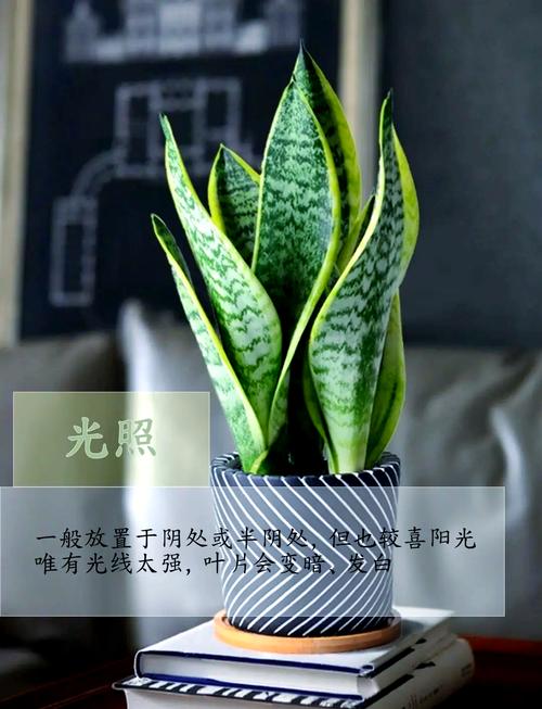 银脉虎皮兰是原始品种吗-第3张图片-宁夏农业信息网 银脉虎皮兰是原始品种吗-第3张图片-宁夏农业信息网