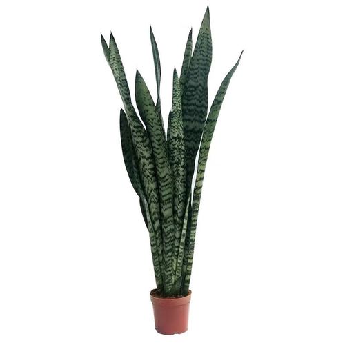 银脉虎皮兰是原始品种吗-第2张图片-宁夏农业信息网