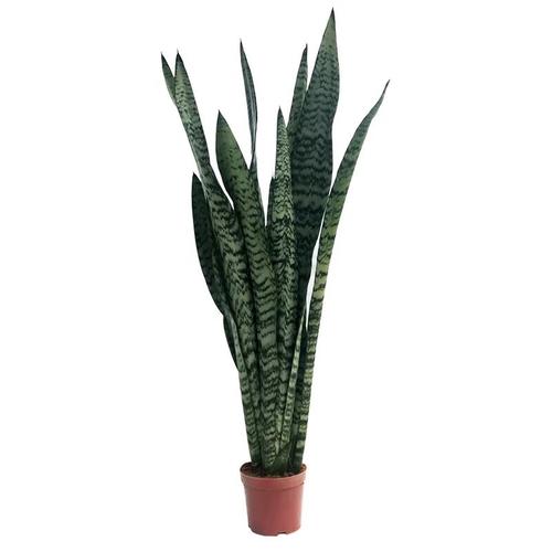 银脉虎皮兰是原始品种吗-第1张图片-宁夏农业信息网 银脉虎皮兰是原始品种吗-第1张图片-宁夏农业信息网