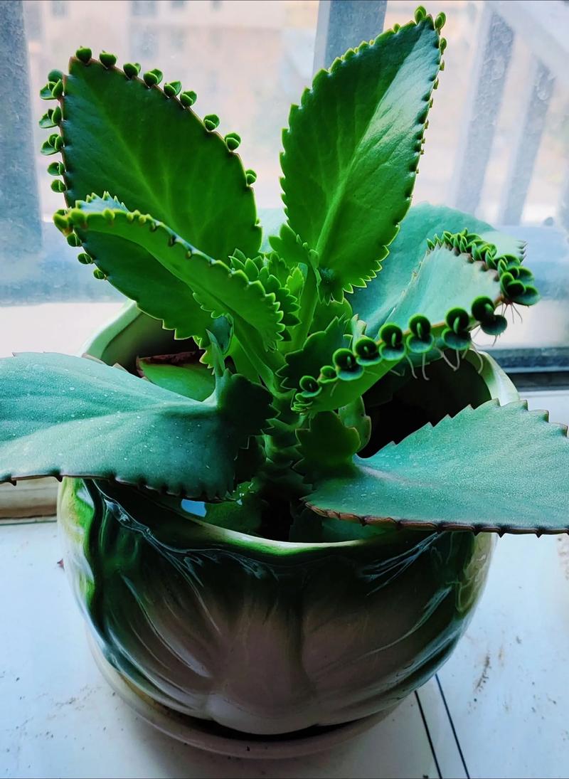 阳台的落地生根清理方法-第1张图片-宁夏农业信息网