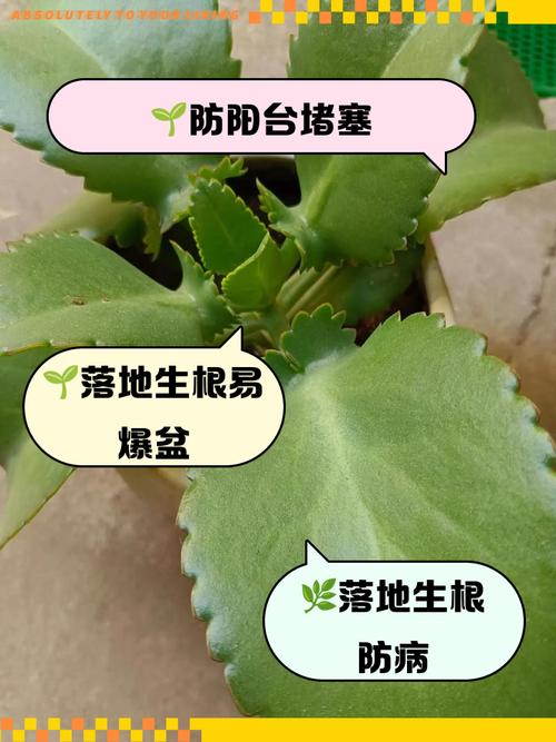 阳台的落地生根清理方法-第2张图片-宁夏农业信息网